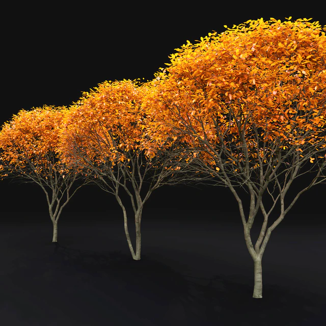 Amelanchier — Descargar