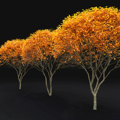 Amelanchier — Ver 5