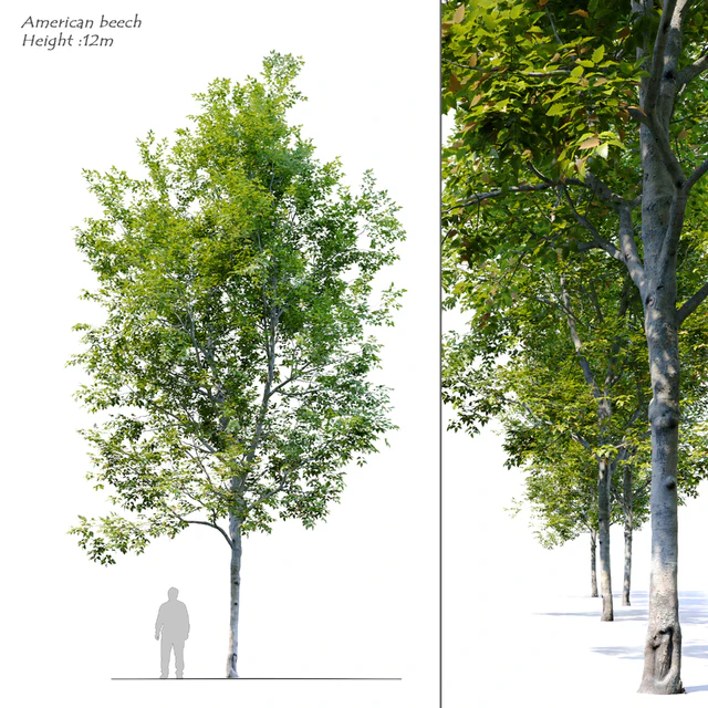 American Beech 4 — Descargar