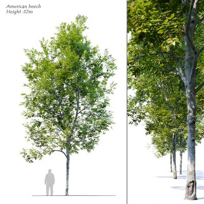 American Beech 4 — Ver 1