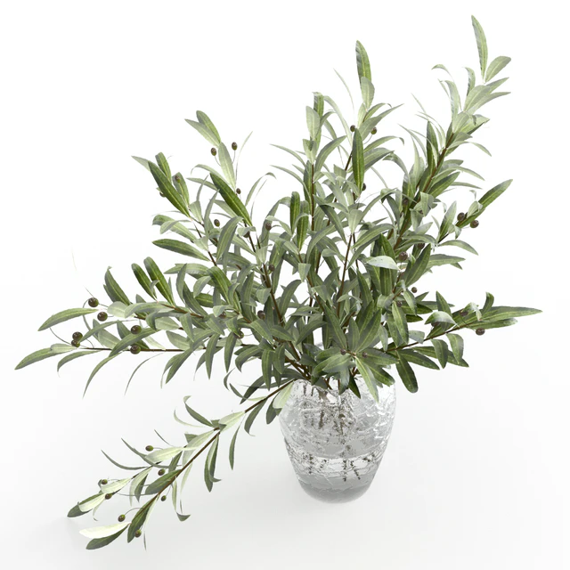 Olive branches in a vase — Descargar