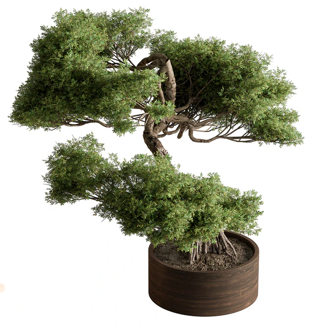 indoor Plant 626 - Bonsai Plant — Descargar
