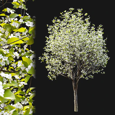 Callery pear (pyrus calleryana) — Вид 5