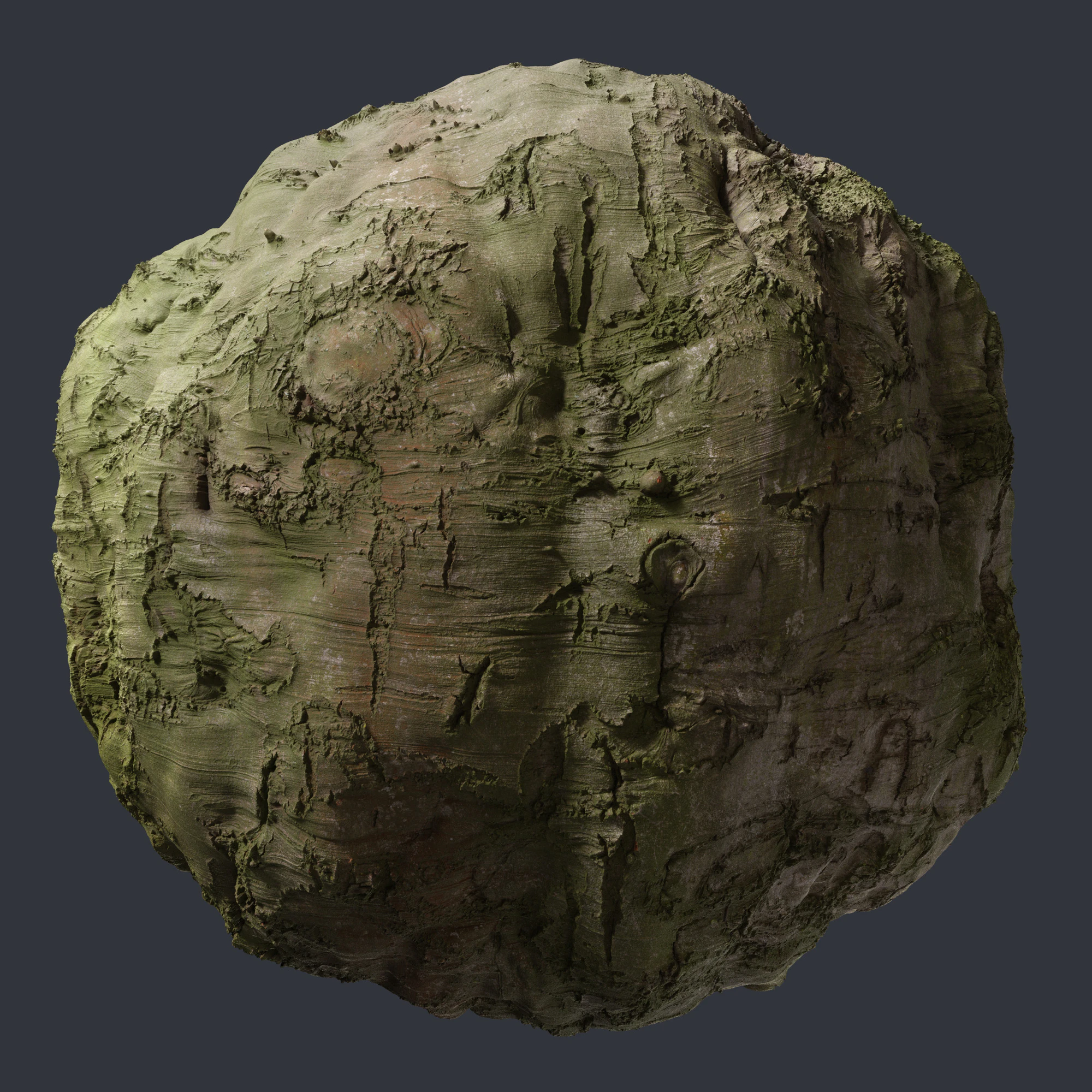 beech bark 002 — Descargar