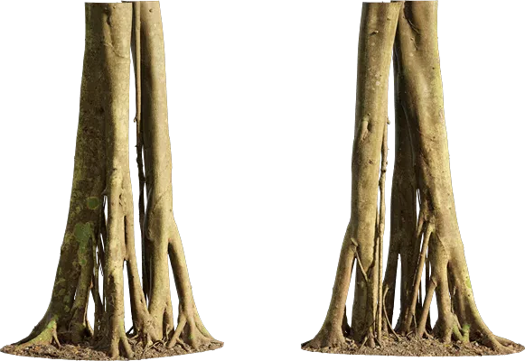 ficus microcarpa tree trunk 002 — Descargar