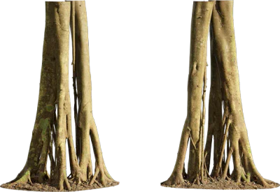 ficus microcarpa tree trunk 002 — Descargar