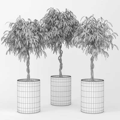 Ficus — Вид 2