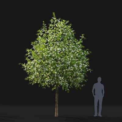Bird cherry | Prunus Padus flowering # 4 — Ver 5