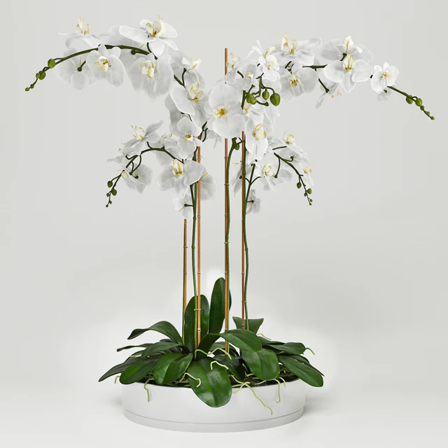Orchid 5 — Скачать