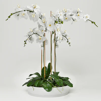 Orchid 5 — Вид 2