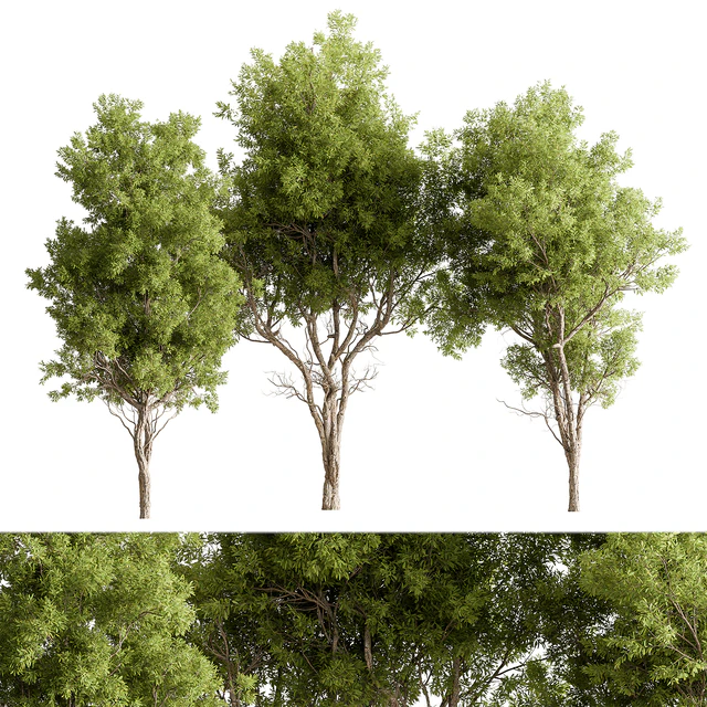 Broadleaf Tree Set 318 — Download