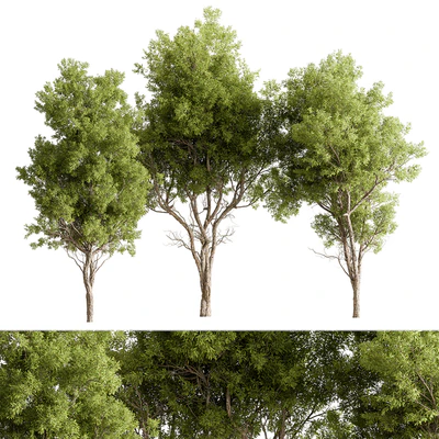 Broadleaf Tree Set 318 — View 1