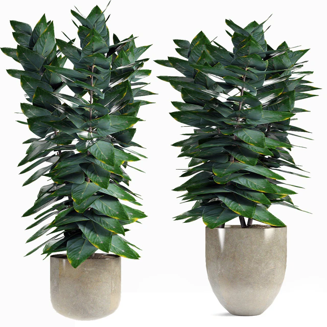 Collections Plants 05 — Скачать