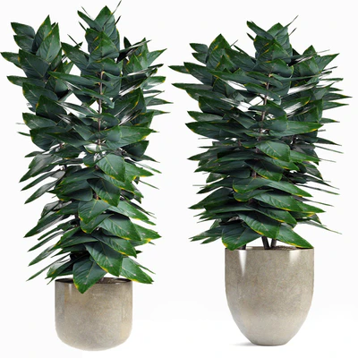 Collections Plants 05 — Вид 3