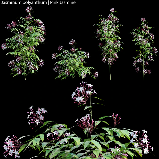 Jasminum polyanthum | Pink Jasmine 01 — Descargar