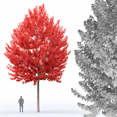 Acer — Вид 7