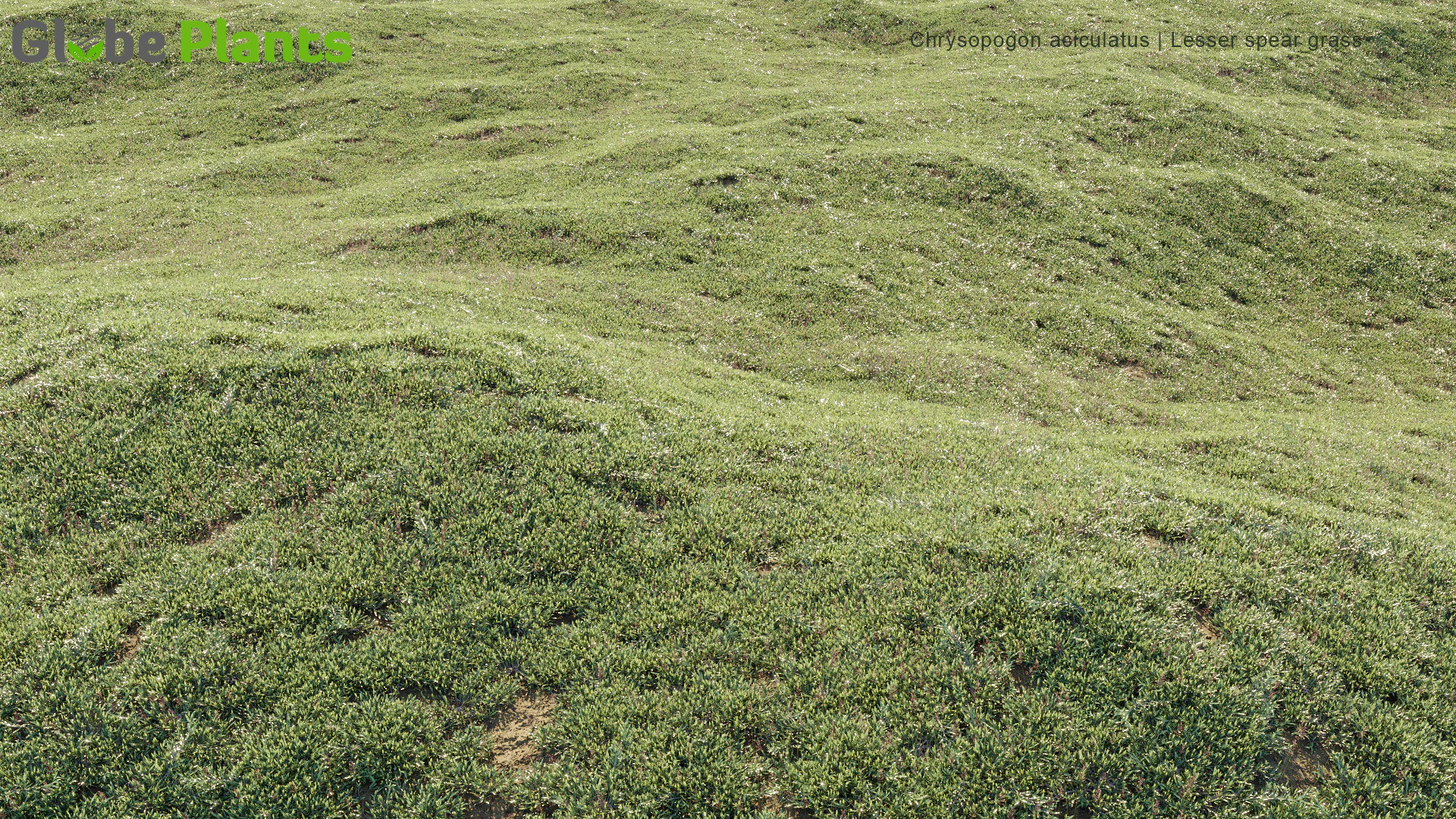 chrysopogon aciculatus — Download