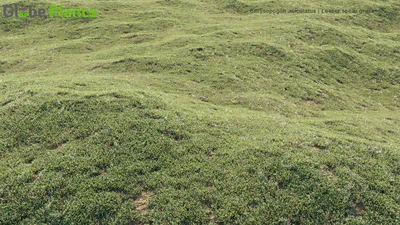 chrysopogon aciculatus — download