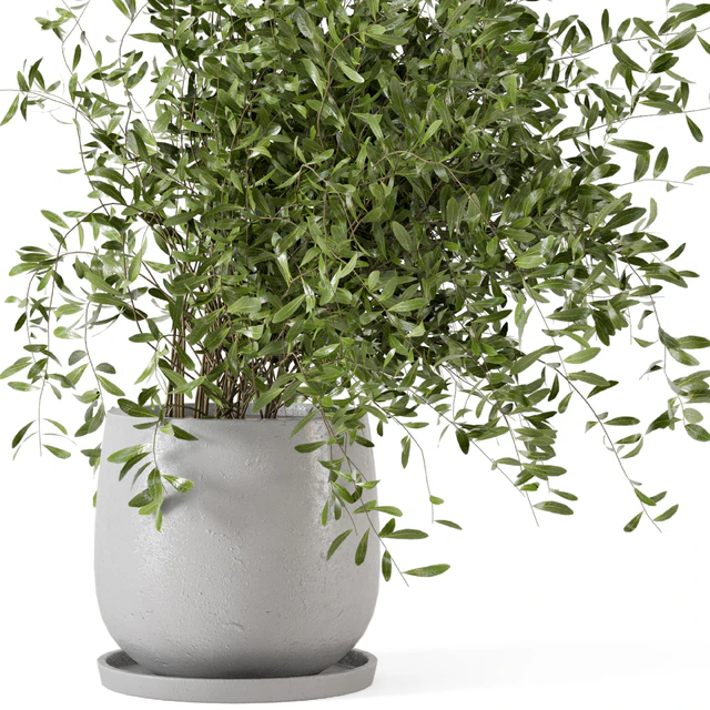 Indoor Plants in rusty Concrete Pot - Set 281 — Descargar