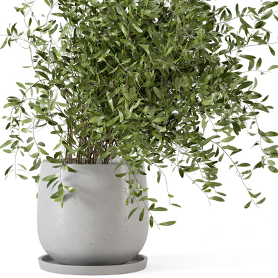 Indoor Plants in rusty Concrete Pot - Set 281 — Ver 5
