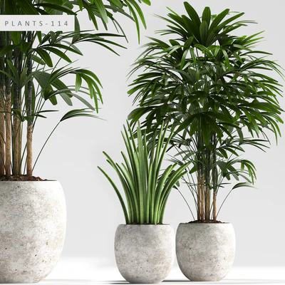 PLANTS 114 — Вид 1