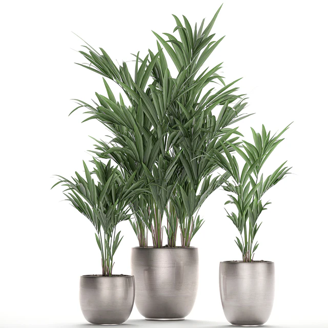 Коллекция красивых декоративных пальм в стильных горшках с Howea forsteriana, пальма Неанта. Набор 696. — Скачать