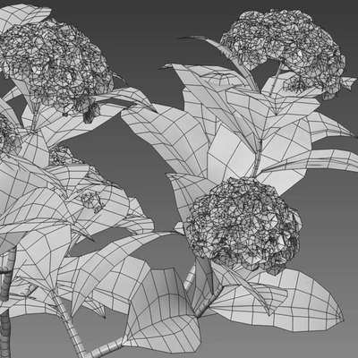 Hydrangea 02 — Вид 7