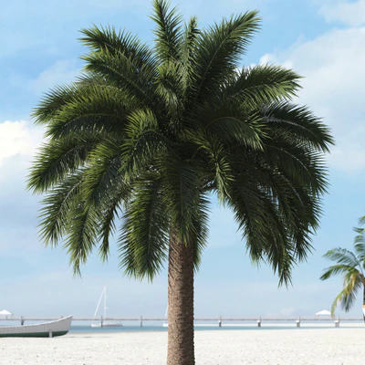 palm trees 012 — Descargar