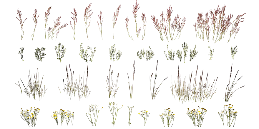 nordic coastal groundcover 001 — Descargar