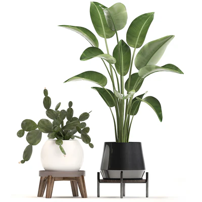 Collection of small plants in white modern pots with prickly pear cactus, banana palm, monstera, strelitzia. Set 448. — Ver 5