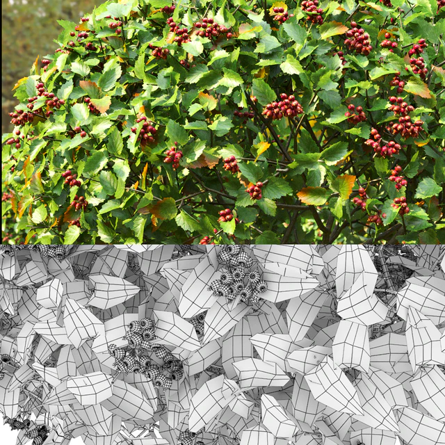 Crataegus — Скачать