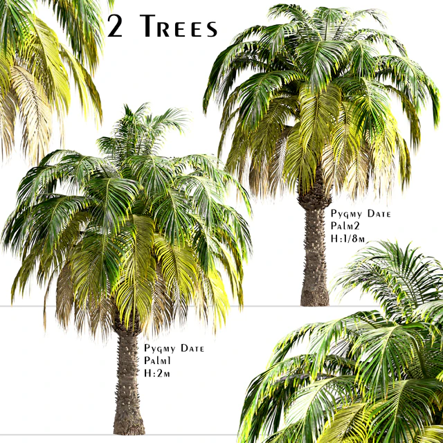 Set of Pygmy Date Palm Trees (Phoenix Roebelenii) (2 Trees) — Descargar