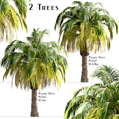 Set of Pygmy Date Palm Trees (Phoenix Roebelenii) (2 Trees) — Ver 1
