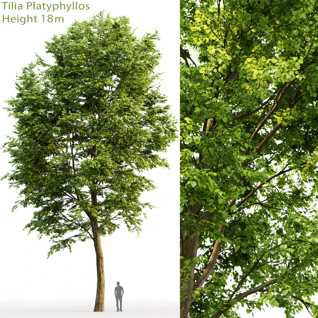 Tilia platyphyllos — Скачать