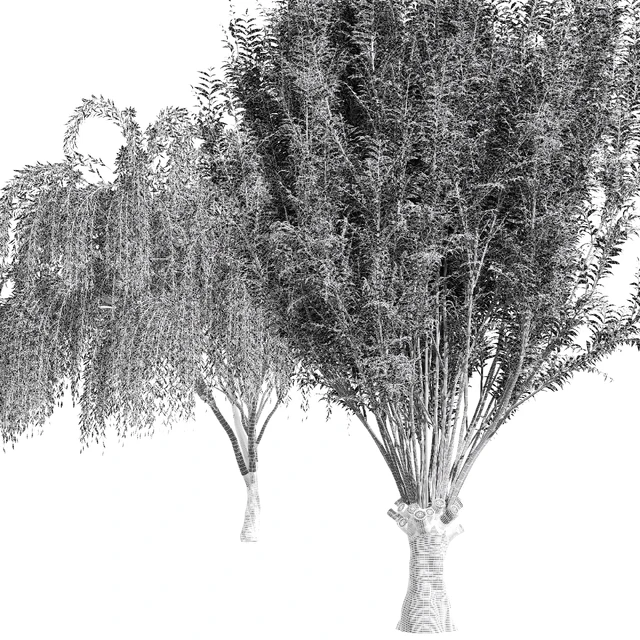2tree-Pollard willow Weeping willow — Descargar