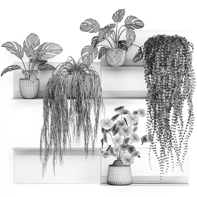 Vertical landscaping on a Black loft shelf with climbing plants, monstera, Dyschidia, Rhipsalis. Set 67. — Descargar