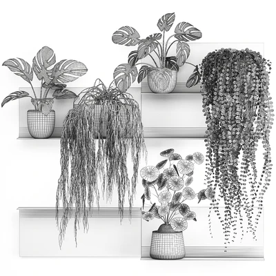 Vertical landscaping on a Black loft shelf with climbing plants, monstera, Dyschidia, Rhipsalis. Set 67. — Ver 7
