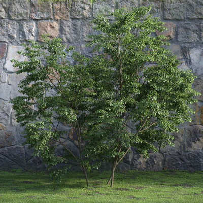plants and bushes 011 — Скачать
