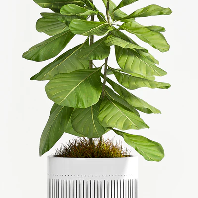 Ficus Lyrata (Plant 56) — Ver 2