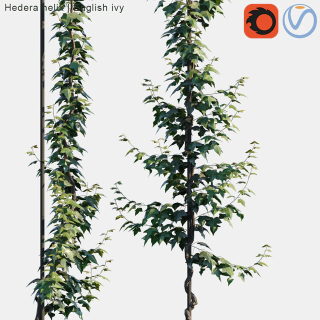 Hedera helix | English ivy vertical cordon — Скачать