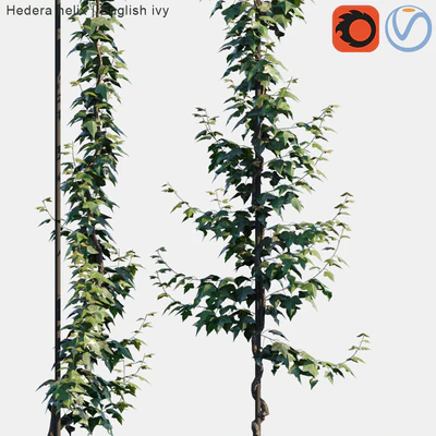 Hedera helix | English ivy vertical cordon — Вид 2