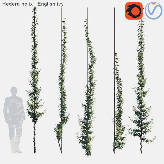 Hedera helix | English ivy vertical cordon — Скачать