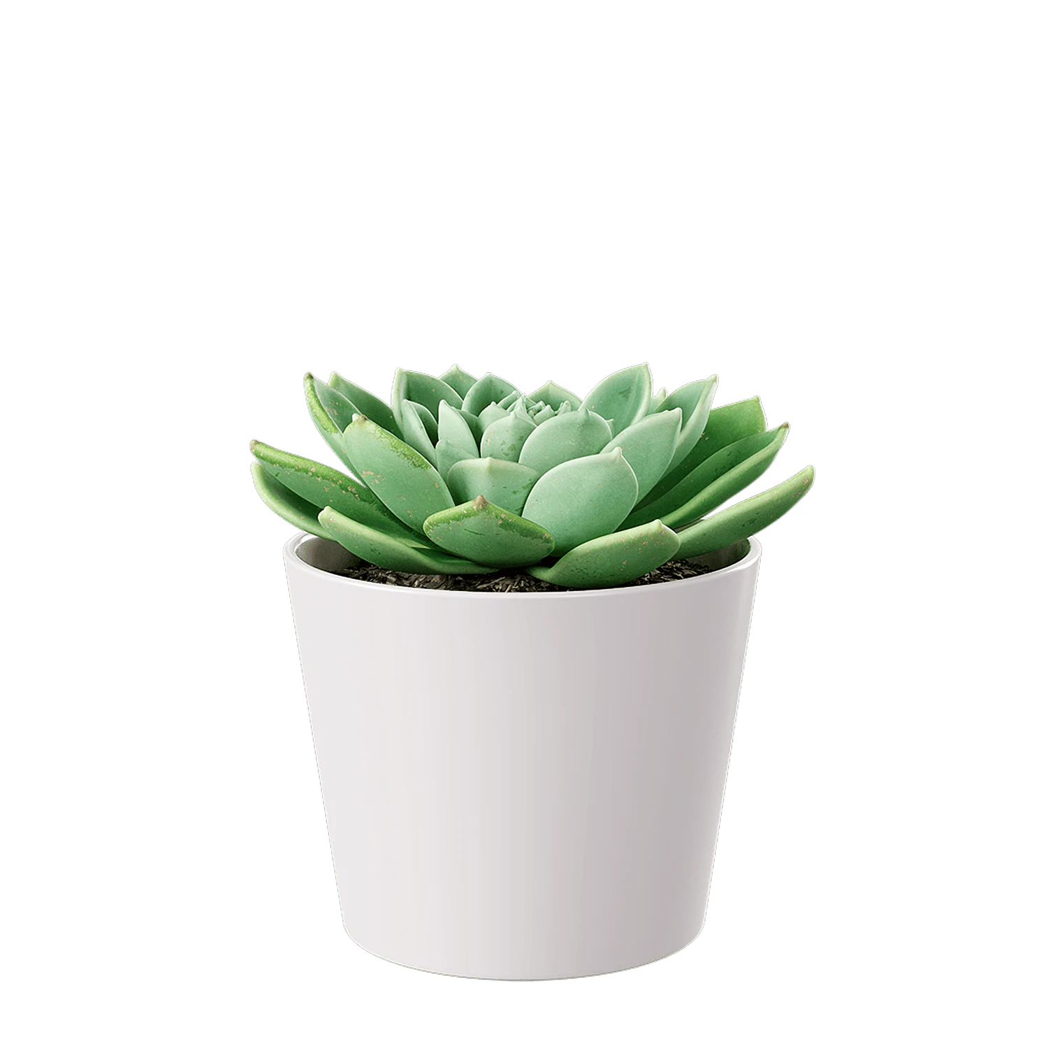 plant succulent echeveria — Скачать