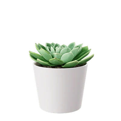 plant succulent echeveria — Скачать