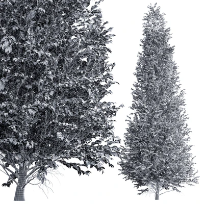 New Tree High detail Carpinus Betulus Tall — Ver 4
