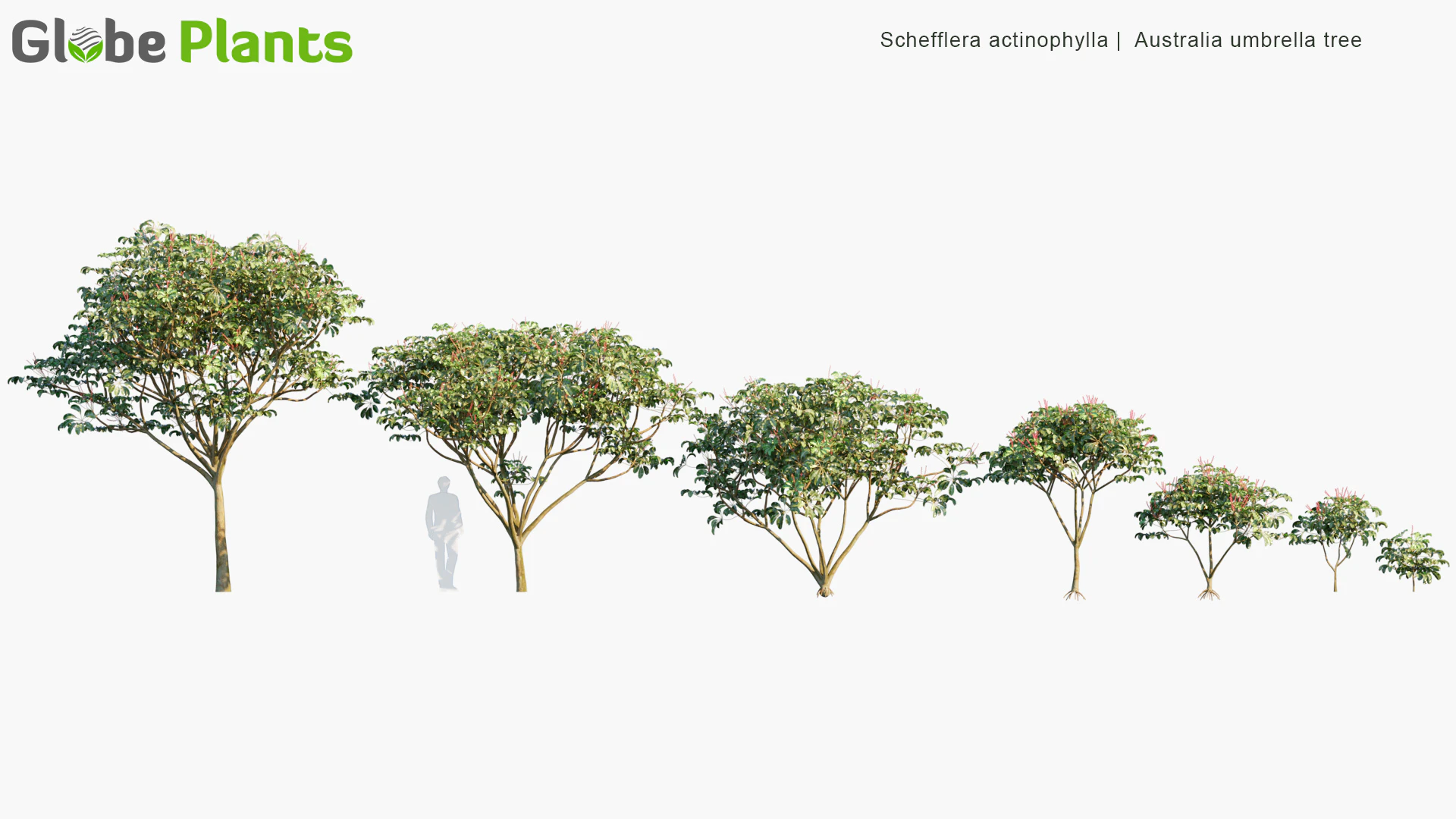 schefflera actinophylla — Скачать