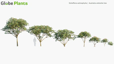 schefflera actinophylla — download