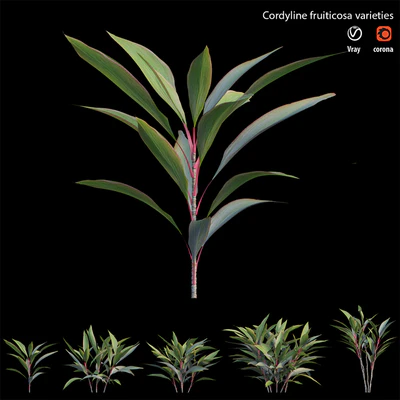 Cordyline fruiticosa varieties — Вид 5