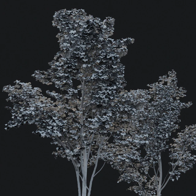 Young maples — Descargar