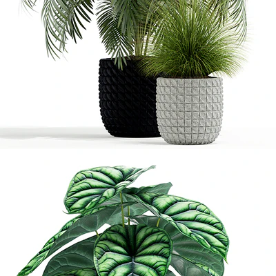 Plants collection 138 — View 3